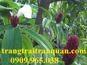 Cây Cát lồi (Mía đỏ)
