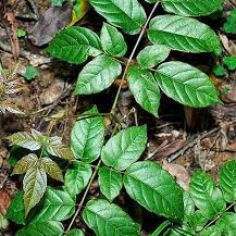 Chè dây Sapa