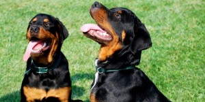 Chó Rottweiler