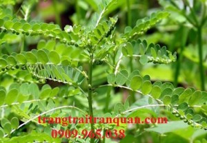 Diệp Hạ Châu