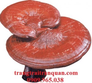 Nấm linh chi đỏ