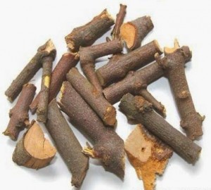 Tầm gửi cây gạo (khô)
