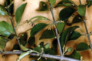 Tầm gửi cây gạo (tươi)