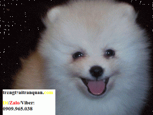 Chó POM