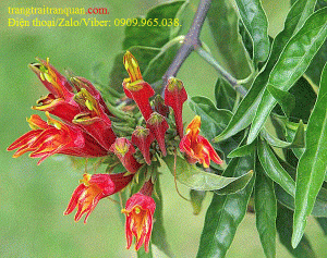cây bìm bịp