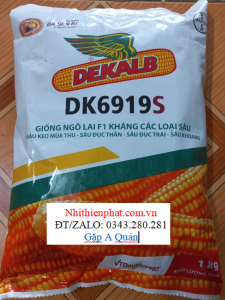 Hạt giống ngô Bắp) kháng sâu DK6919S