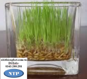 Hạt giống lúa trồng để bàn làm cảnh trang trí ngày tết gói 500 gram