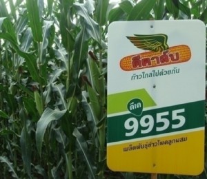 Giống bắp lai biến đổi gien DK 9955s kháng sâu