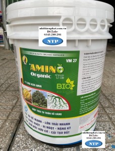 Xô Amino Trung vi lượng lớn trái đẹp mã nặng ký kích rễ bung chồi nảy lộc nở thân lớn cành xô 22Kg asr