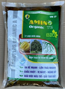 AMINO TE LỚN TRÁI ĐẸP MÃ ĐẦY HỘC XANH LÁ DÀY LÁ KÍCH RỄ BUNG ĐỌT TÚI 2KG.