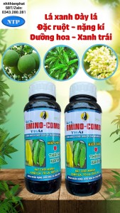 Phân bón AMINO COMBI Biến vàng thành xanh, Xanh lá dày lá chống cháy lá mùa khô, lớn trái đẹp mã bung đọt kích rễ chống rụng hoa và trái non chai 500ml