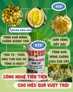Phân SILACON Chống rụng bông trái non, sượng trên cây sầu riêng