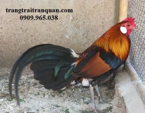 Gà rừng