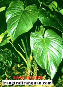 Thiên niên kiện
