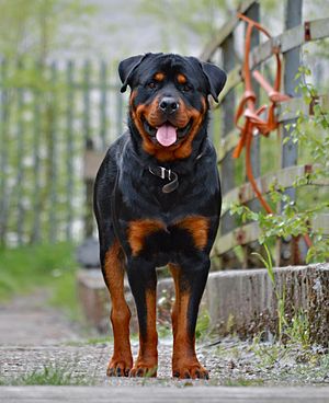 cho rottweiler 1