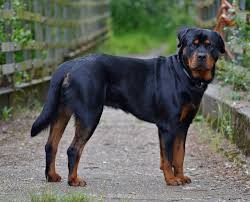 cho rottweiler